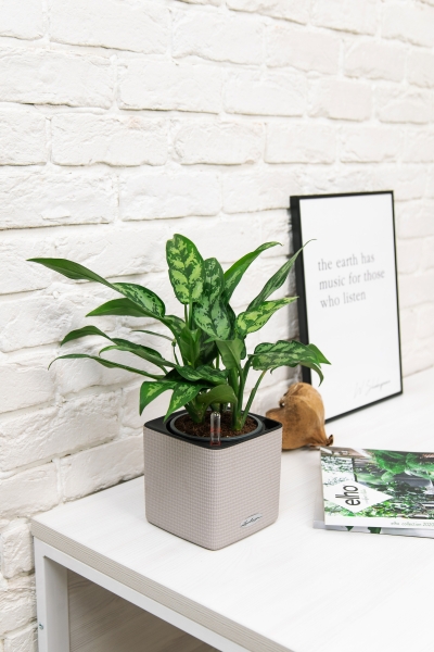 Аглаонема Мария в CUBE COLOR 14