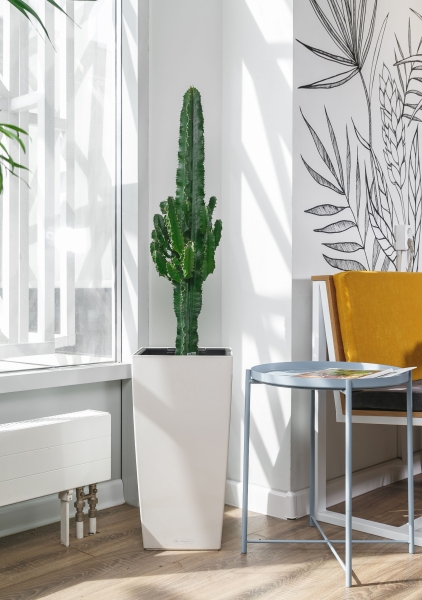 Эуфорбия Ингенс в CUBICO 30