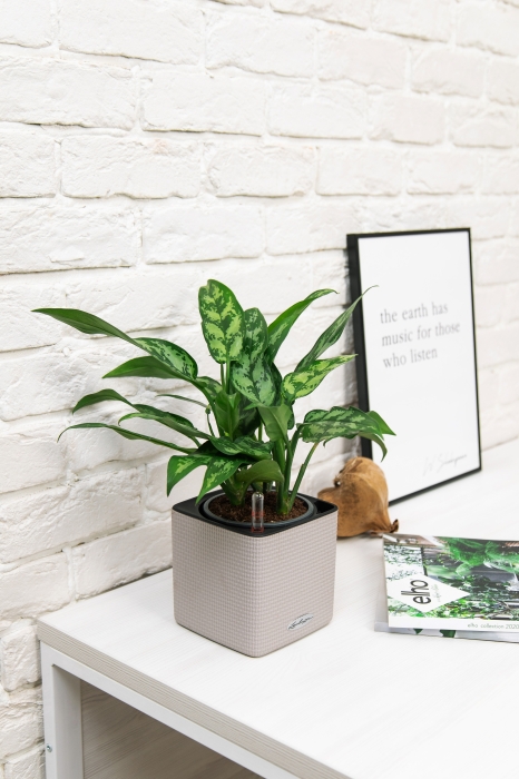 Аглаонема Мария в CUBE COLOR 14