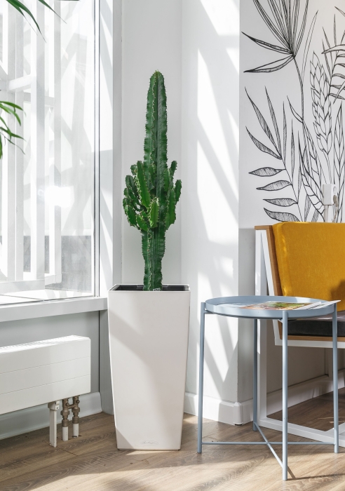 Эуфорбия Ингенс в CUBICO 30