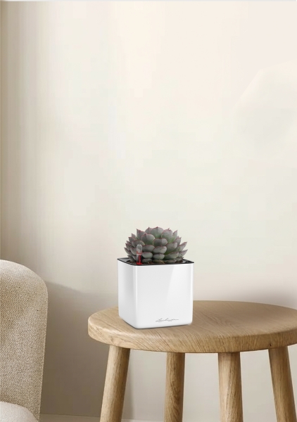 Эхеверия микс 10 см в CUBE GLOSSY 14