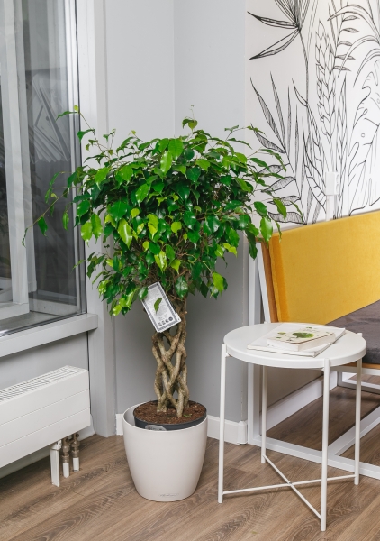 Фикус Бенджамина Экзотика цилиндр 30/130 см