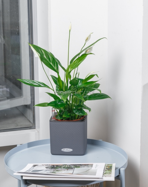 Спатифиллум 12/35 см в CUBE COLOR 14 Спатифиллум 12/35 см в CUBE COLOR 14