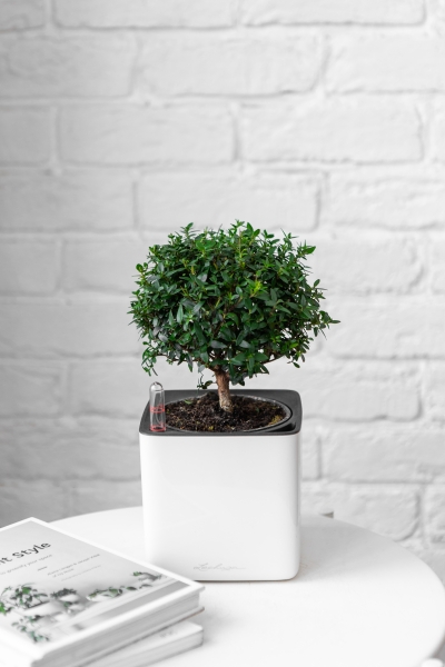 Мирт в CUBE GLOSSY 14 Мирт в CUBE GLOSSY 14