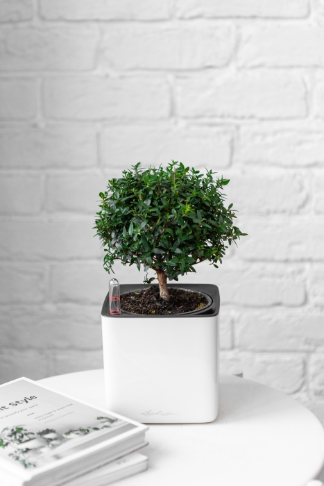 Мирт в CUBE GLOSSY 14