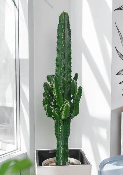 Эуфорбия Ингенс в CUBICO 30