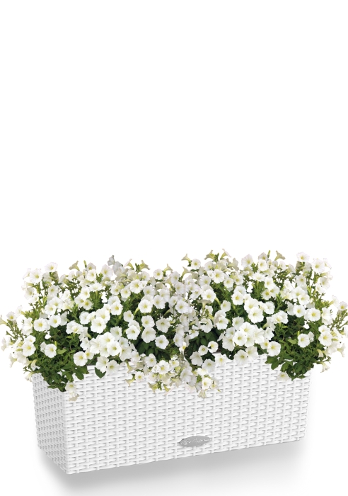 Петуния белая Cottage 50/40 см, белый
