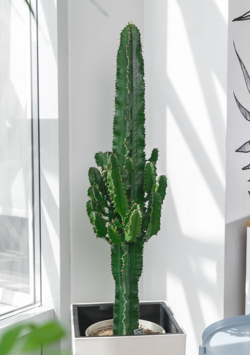 Эуфорбия Ингенс в CUBICO 30