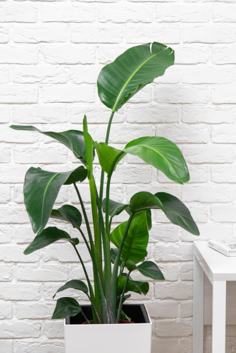 Стрелиция Николай 21/100 в CUBICO COLOR 30