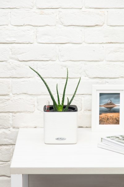 Алоэ Вера в CUBE 14