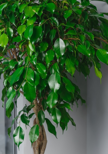 Фикус Экзотика переплетенный в RONDO 40 Фикус Экзотика переплетенный в RONDO 40