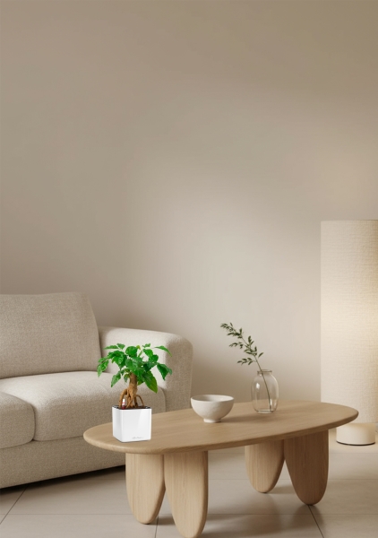 Радермахера бонсай 12/30 см в CUBE GLOSSY 14