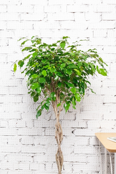 Фикус Экзотика переплетенный 23/130 см
