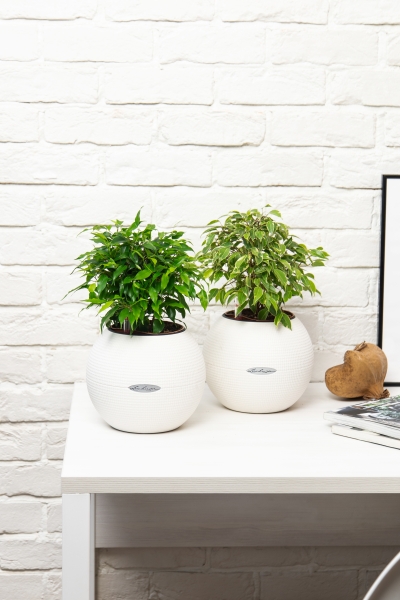 "Набор для дома" Фикусы в PURO 20 "Набор для дома" Фикусы в PURO 20