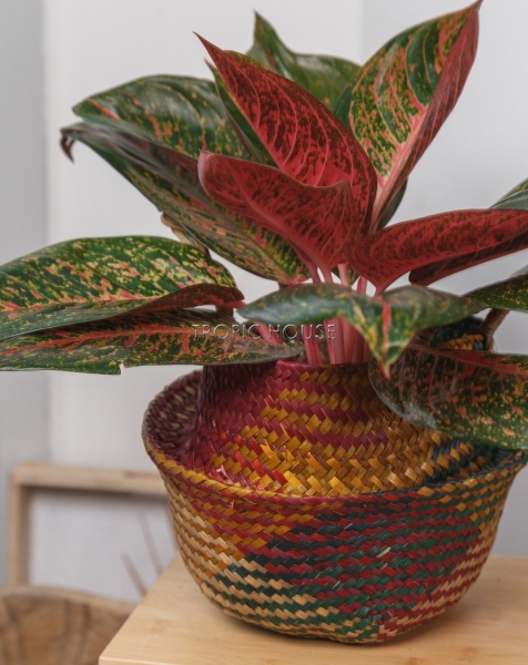 Корзина малая цветная