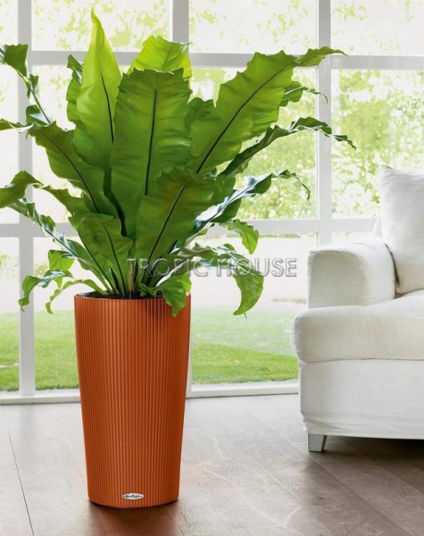 Кашпо LECHUZA CILINDRO Color 23х41