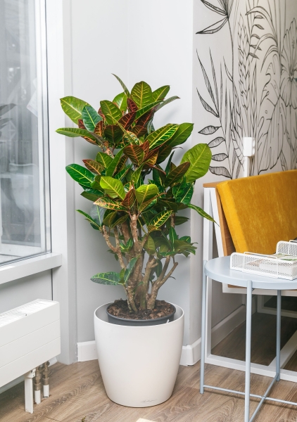 Кротон Петра Макси 27/90 см