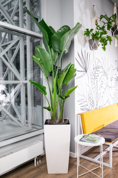 Стрелиция Николай 40/200 см