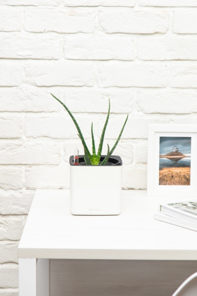 Алоэ Вера в CUBE Glossy 14