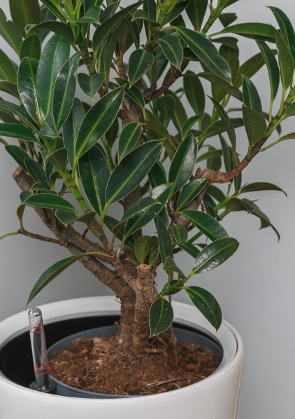 Фикус Эластика Мелани бранч 24/65 см Фикус Эластика Мелани бранч 24/65 см