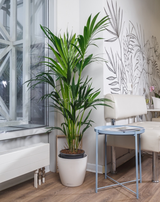 Ховея 24/150 см в CLASSICO COLOR 35