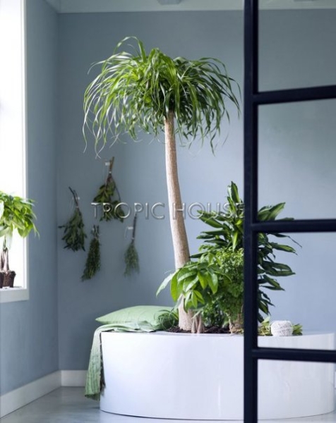 Нолина на стволе 27/100 см Нолина на стволе 27/100 см