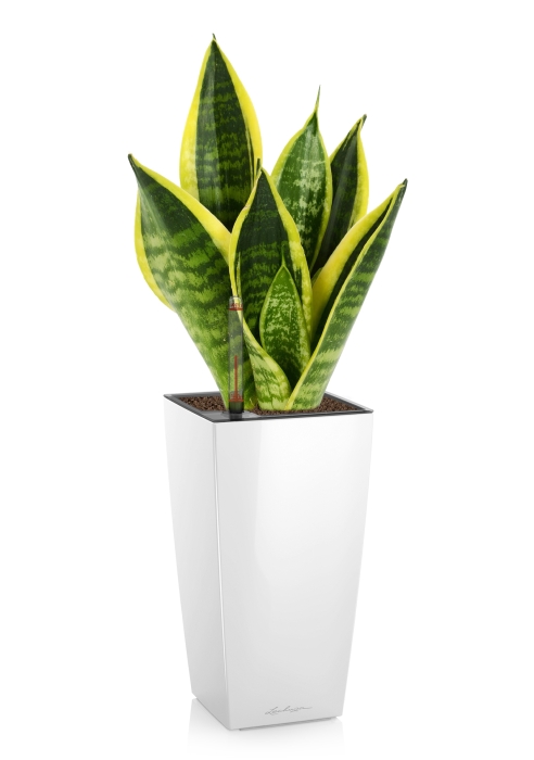 Сансевиерия Футура Суперба в MAXI CUBI, белый блестящий