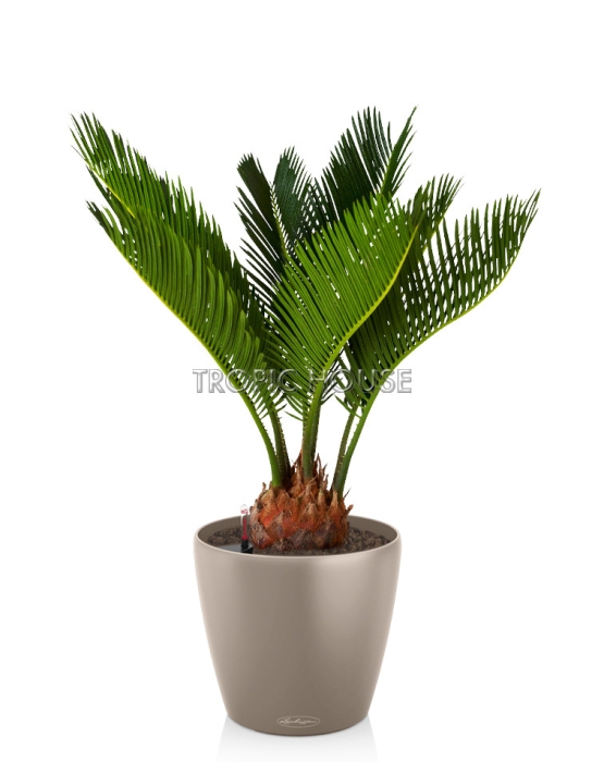 Цикас в CLASSICO COLOR 21, Песочно-коричневый