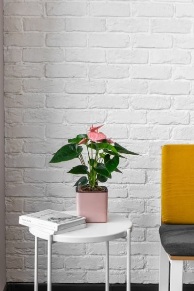 Антуриум розовый в CUBE GLOSSY KISS 14