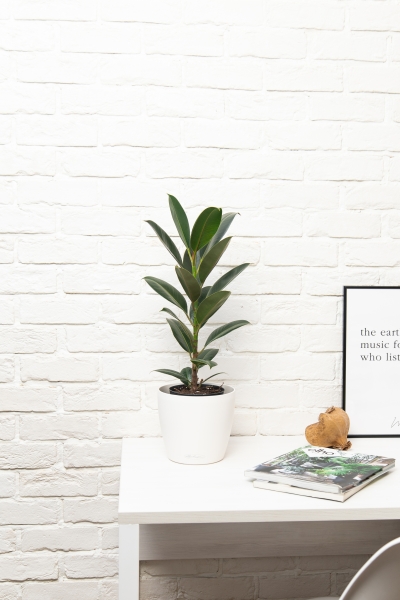 Фикус Эластика Мелани 14/45 см Фикус Эластика Мелани 14/45 см