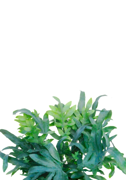 Флебодиум 24/55 см в CANTO STONE LOW 30