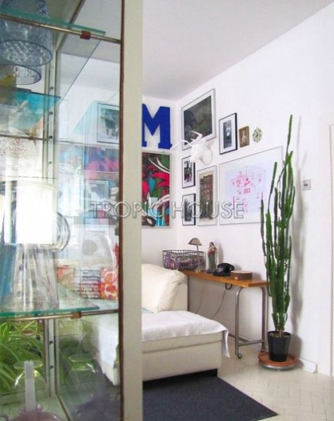 Эуфорбия Молочай тригона 17/75 см