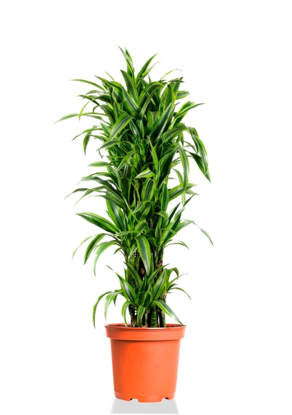 Драцена Лемон Лайм бранч 34/160 см