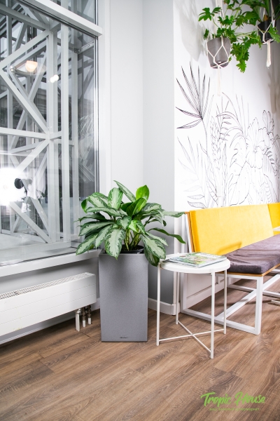 Аглаонема Сильвер Бей в CANTO STONE HIGH 30 Аглаонема Сильвер Бей в CANTO STONE HIGH 30