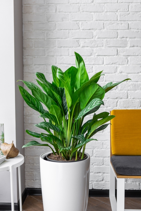 Аглаонема Страйп в RONDO 32