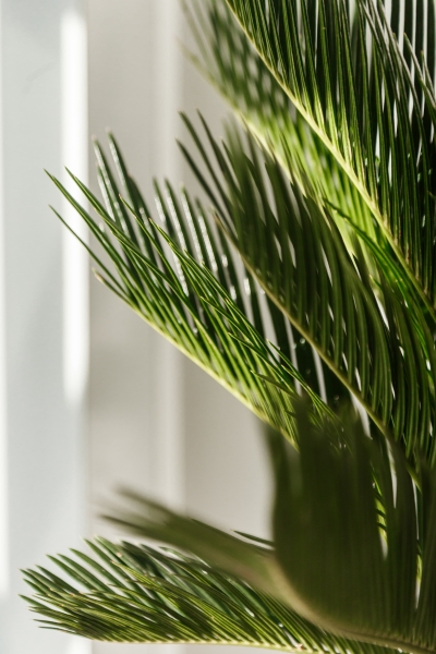 Цикас Революта 14/60 см в CLASSICO 18