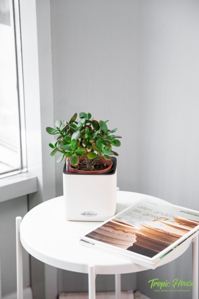 Крассула Овата Сансет 12/20 см в CUBE COLOR 14 Крассула Овата Сансет 12/20 см в CUBE COLOR 14