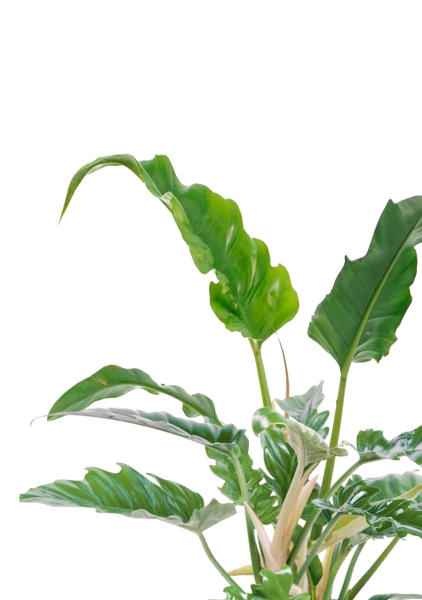 Филодендрон Нарроу 19/55 см