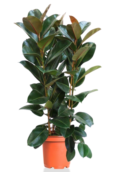 Фикус Эластика Робуста 3 ствола 35/200 см Фикус Эластика Робуста 3 ствола 35/200 см