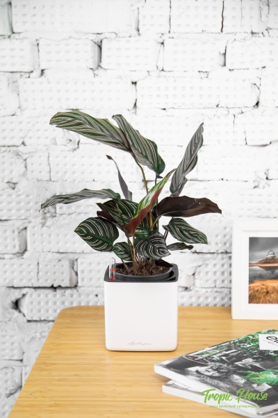 Вриезия Спленриет в CUBE GLOSSY 14