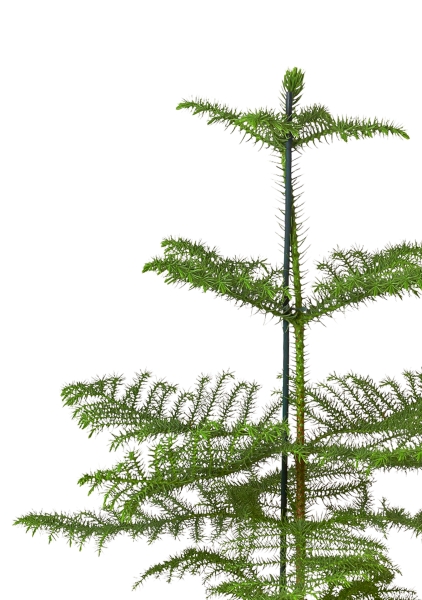 Араукария в PURO 20