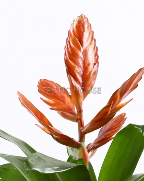 Вриезии микс в CLASSICO LS 21 Вриезии микс в CLASSICO LS 21