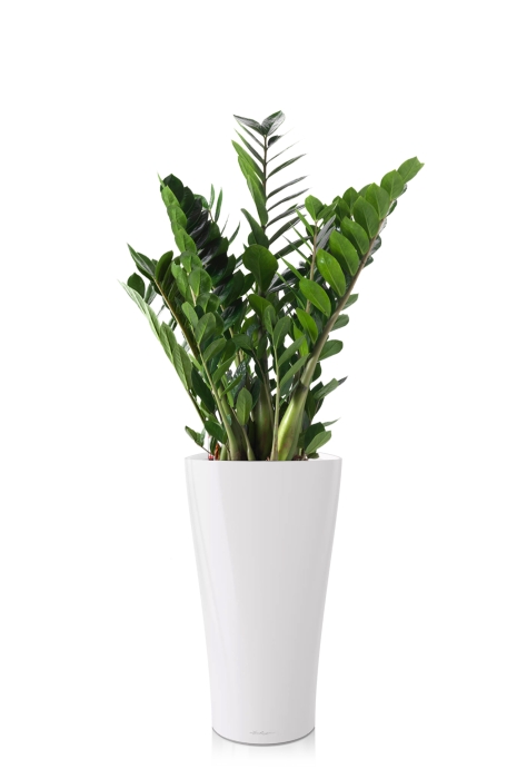 Замиокулькас в DELTA 30, белый блестящий