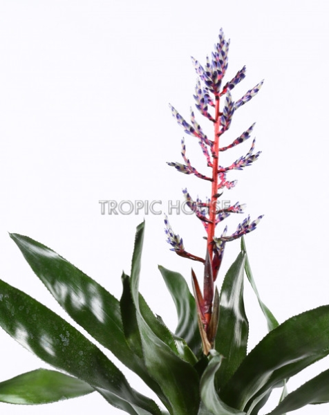 Эхмея в CLASSICO LS 21 Эхмея в CLASSICO LS 21