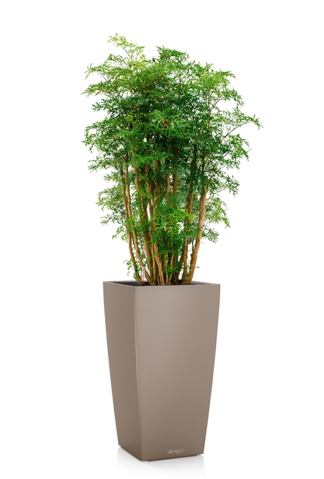 Полисциас Фрутикоза в CUBICO COLOR 30, песочно-коричневый