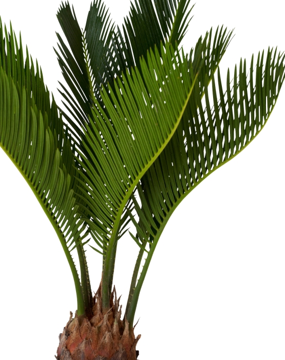 Цикас в CLASSICO COLOR 21