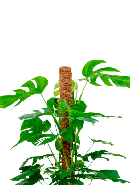 Монстера на опоре 27/150 см в CUBE 40