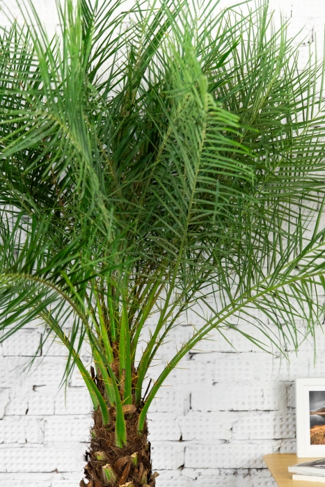 Финиковая пальма Робилини в CUBE 50
