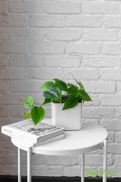 Филодендрон Сканденс 12/20 см