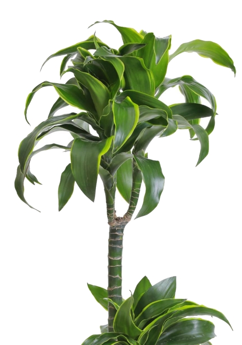 Драцена Дорадо 2 ствола 19/100 см в CLASSICO COLOR 28